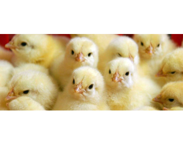 Очистка воды для животноводства