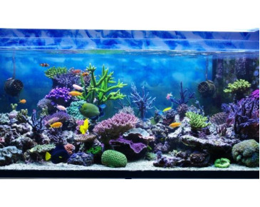 Очищення води для акваріума